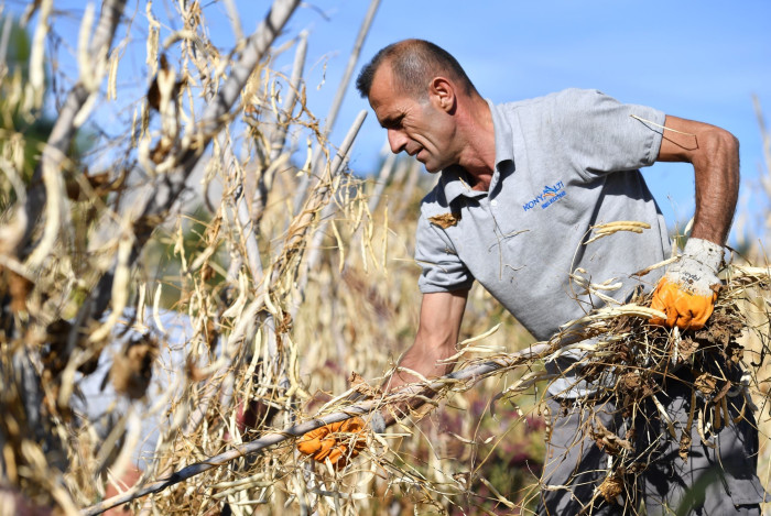 Lezzetiyle ünlenen Çandır fasulyesinde hasat zamanı