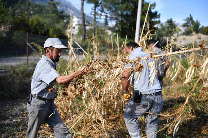 Lezzetiyle ünlenen Çandır fasulyesinde hasat zamanı
