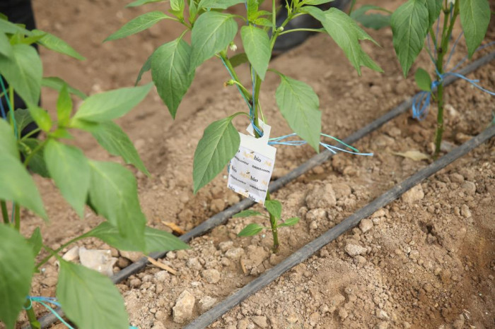 Üreticilerin korkulu rüyasına karşı biyolojik mücadele başladı
