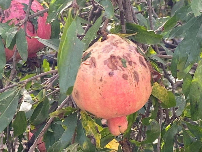 Antalya'da seraları dolu vurdu