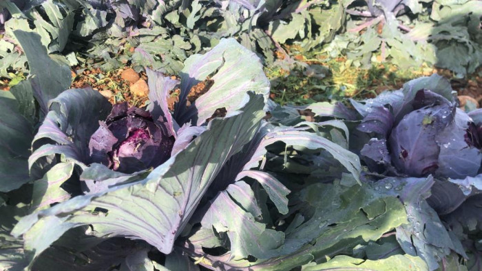 Antalya'da seraları dolu vurdu