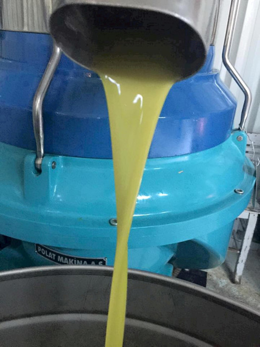 Bahçeden sofralara zeytinyağı yolculuğu