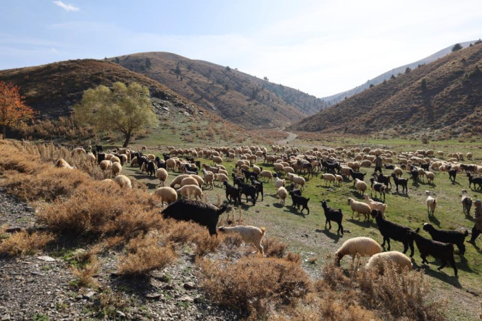 Konargöçerlerin zorlu göçü başladı