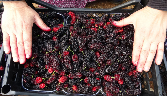 Kilosu 80 TL: Üreticisinin yüzünü güldüren meyve 