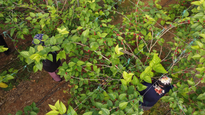 Kilosu 80 TL: Üreticisinin yüzünü güldüren meyve 