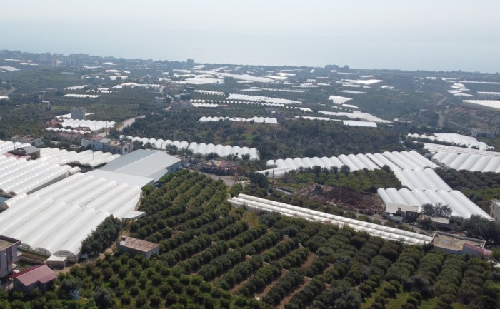 Kilosu 80 TL: Üreticisinin yüzünü güldüren meyve 