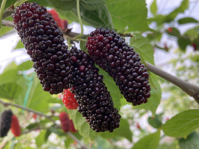 Kilosu 80 TL: Üreticisinin yüzünü güldüren meyve 