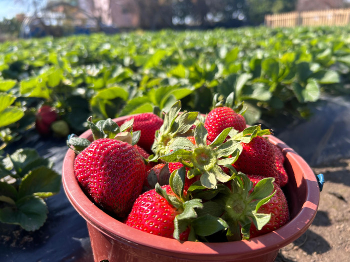 Enkaz kentin bereketli topraklarında yetişen çilek,  100 TL’den alıcı buluyor