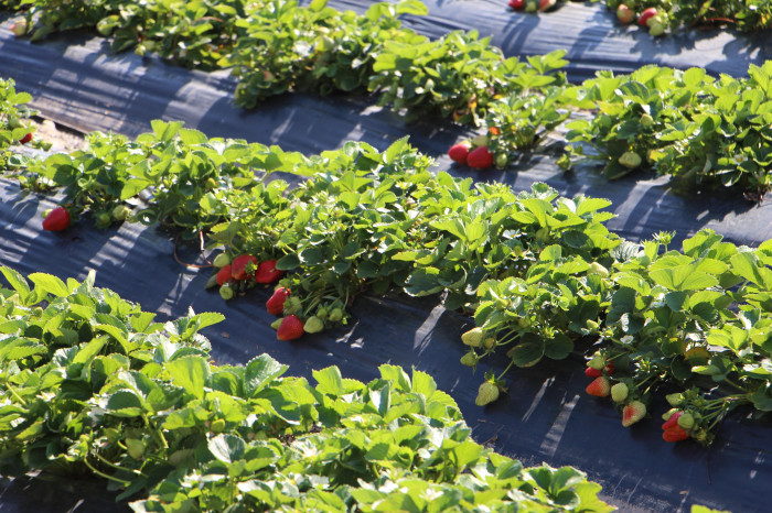 Enkaz kentin bereketli topraklarında yetişen çilek,  100 TL’den alıcı buluyor