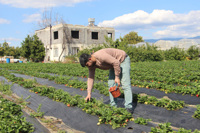 Enkaz kentin bereketli topraklarında yetişen çilek,  100 TL’den alıcı buluyor