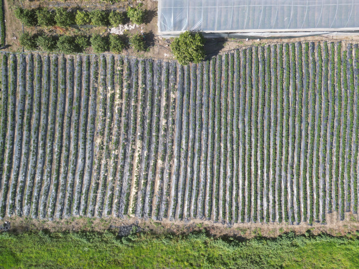 Enkaz kentin bereketli topraklarında yetişen çilek,  100 TL’den alıcı buluyor