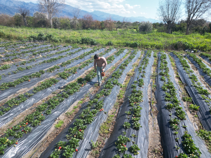 Enkaz kentin bereketli topraklarında yetişen çilek,  100 TL’den alıcı buluyor