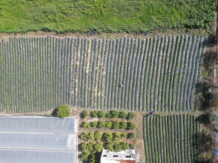 Enkaz kentin bereketli topraklarında yetişen çilek,  100 TL’den alıcı buluyor