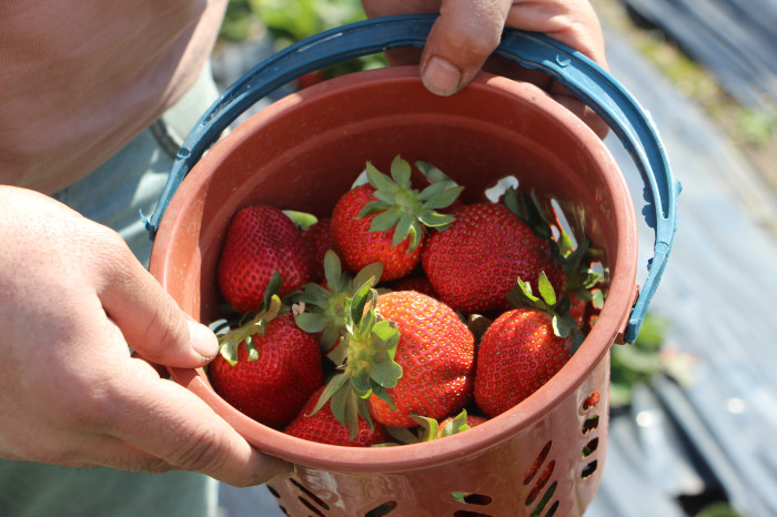Enkaz kentin bereketli topraklarında yetişen çilek,  100 TL’den alıcı buluyor