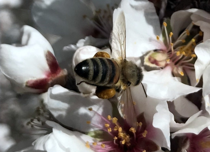 Antalya’nın yüksek kesimlerinde badem ağaçları çiçek açtı
