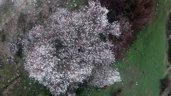 Antalya’nın yüksek kesimlerinde badem ağaçları çiçek açtı
