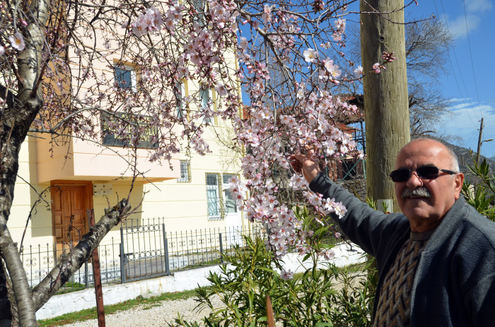 Antalya’nın yüksek kesimlerinde badem ağaçları çiçek açtı