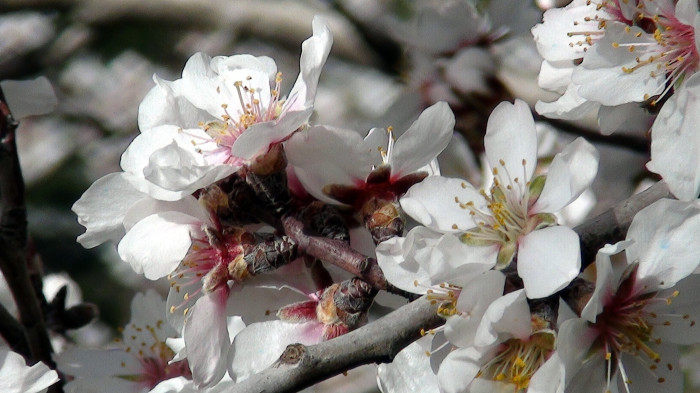 Antalya’nın yüksek kesimlerinde badem ağaçları çiçek açtı
