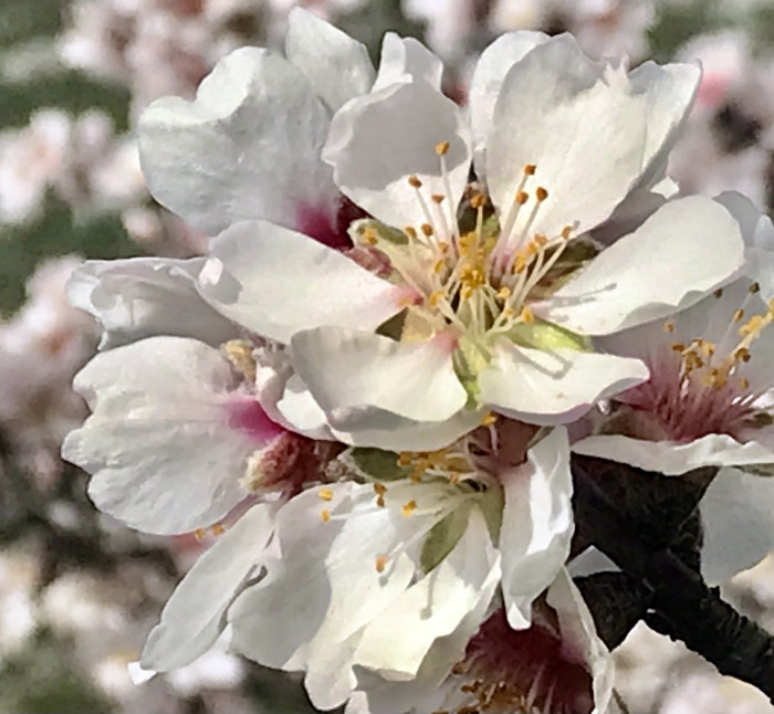 Antalya’nın yüksek kesimlerinde badem ağaçları çiçek açtı