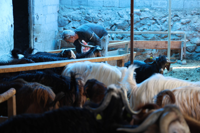 Kurbanlıklara bayram öncesi özel ilgi