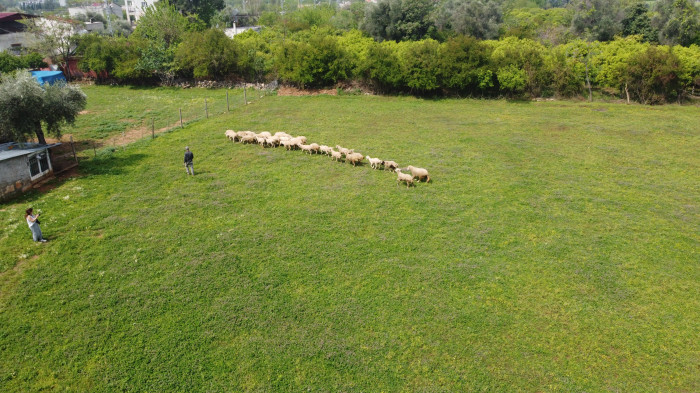 Kurbanlıklara bayram öncesi özel ilgi