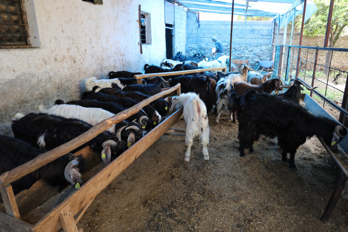 Kurbanlıklara bayram öncesi özel ilgi