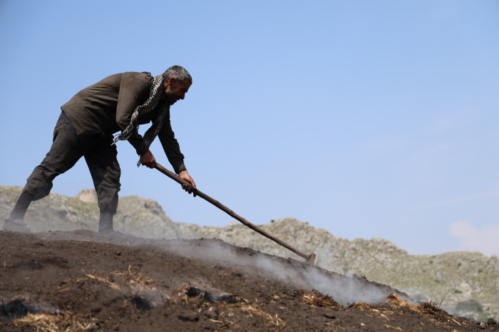 Çukurova sıcağında narenciye odunları mangal kömürüne dönüşüyor