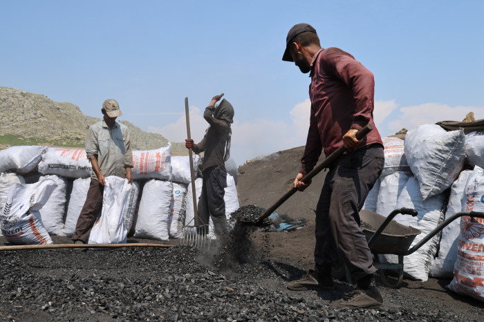 Çukurova sıcağında narenciye odunları mangal kömürüne dönüşüyor