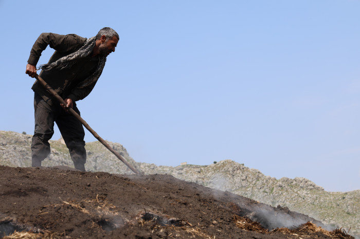 Çukurova sıcağında narenciye odunları mangal kömürüne dönüşüyor