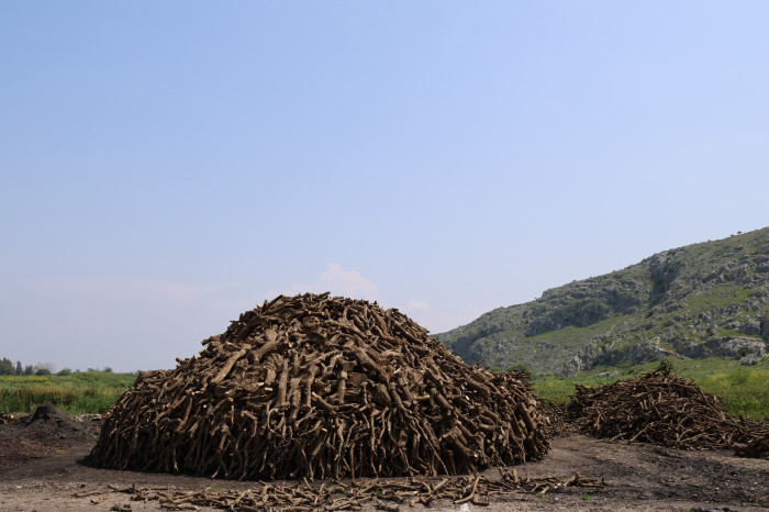 Çukurova sıcağında narenciye odunları mangal kömürüne dönüşüyor