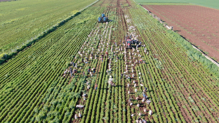 Enkaz kentte bereketli havuç hasadı