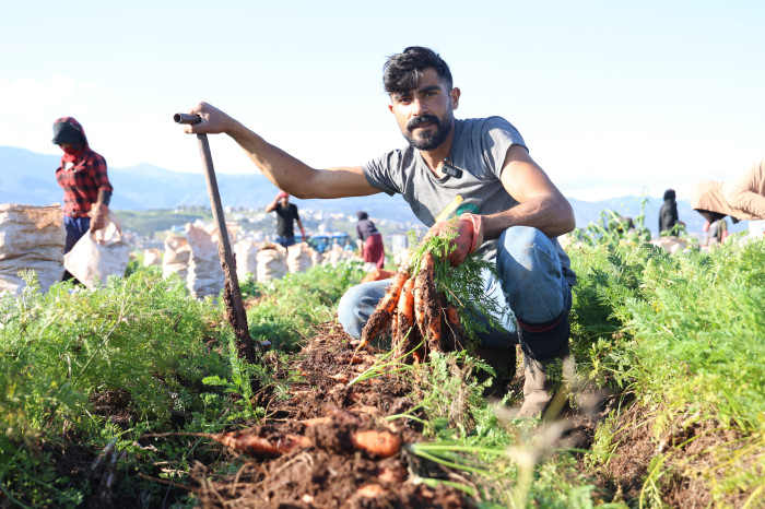 Enkaz kentte bereketli havuç hasadı