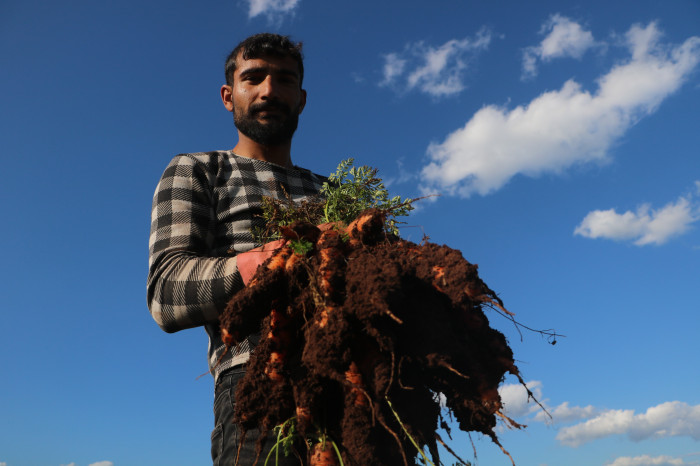 Enkaz kentte bereketli havuç hasadı