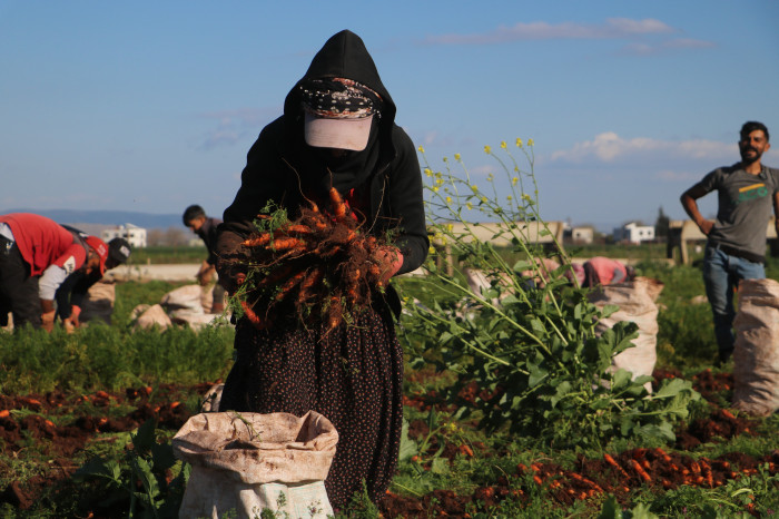 Enkaz kentte bereketli havuç hasadı