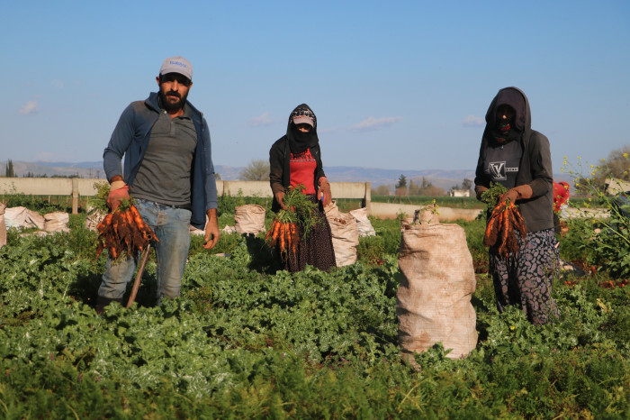 Enkaz kentte bereketli havuç hasadı