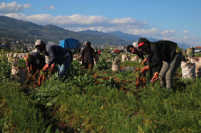Enkaz kentte bereketli havuç hasadı