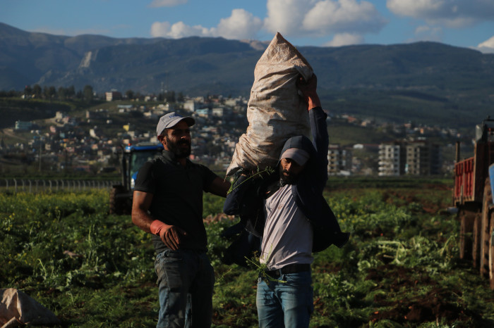 Enkaz kentte bereketli havuç hasadı