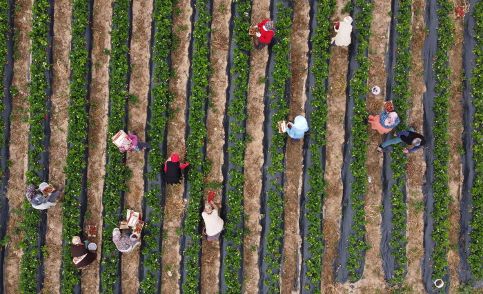 Kilosu 50 TL'ye kadar düştü: Çilekte açıkta hasat zamanı