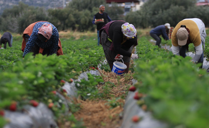 Kilosu 50 TL'ye kadar düştü: Çilekte açıkta hasat zamanı