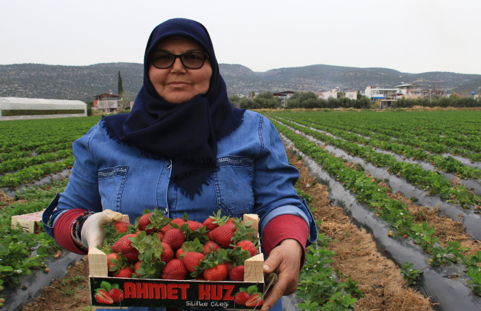 Kilosu 50 TL'ye kadar düştü: Çilekte açıkta hasat zamanı