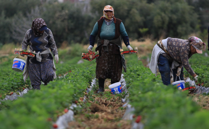 Kilosu 50 TL'ye kadar düştü: Çilekte açıkta hasat zamanı