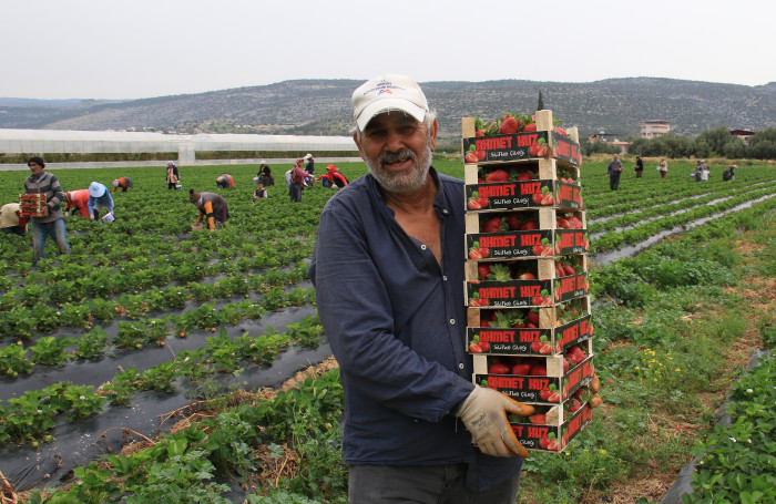 Kilosu 50 TL'ye kadar düştü: Çilekte açıkta hasat zamanı