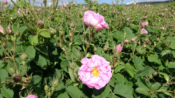Isparta’yı bu yıl gül kokusu erken sardı