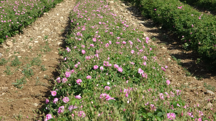 Isparta’yı bu yıl gül kokusu erken sardı