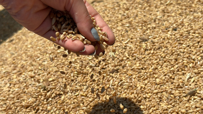 Enkaz kentin bereketli topraklarında buğday hasadı