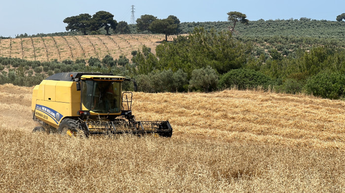 Enkaz kentin bereketli topraklarında buğday hasadı