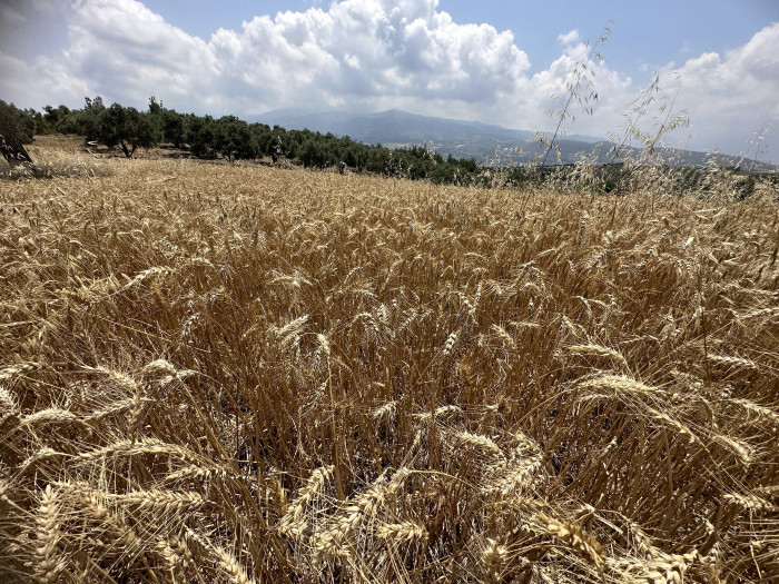 Enkaz kentin bereketli topraklarında buğday hasadı