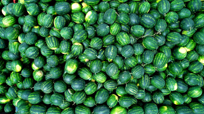 Adana’da turfanda karpuz hasadı başladı