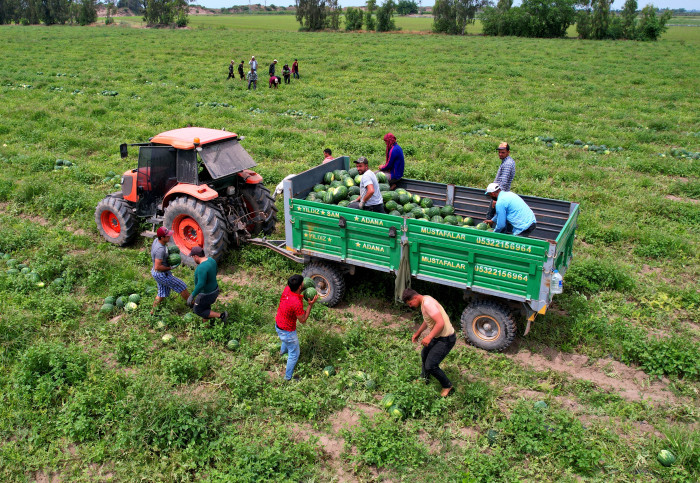 Adana’da turfanda karpuz hasadı başladı