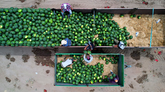 Adana’da turfanda karpuz hasadı başladı